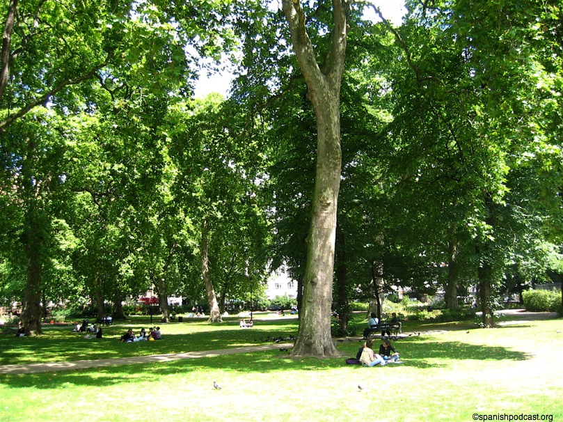 árboles centenarios