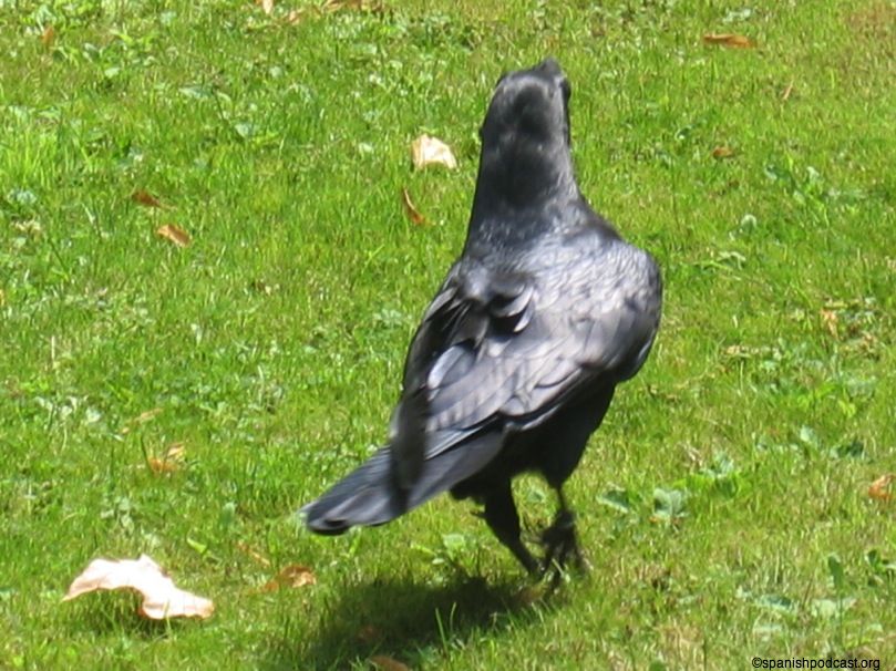 el ccuervo en el patio de palacio