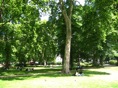 árboles centenarios