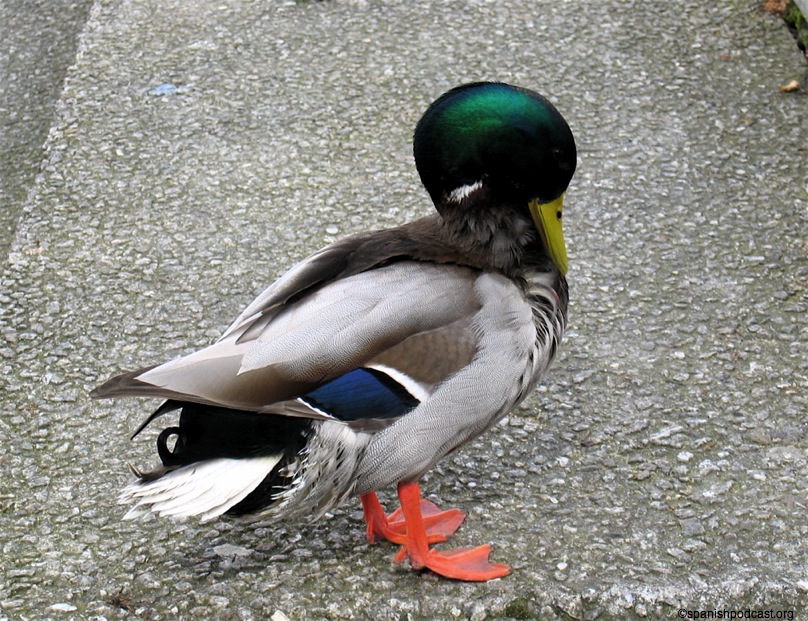 tiró mimet