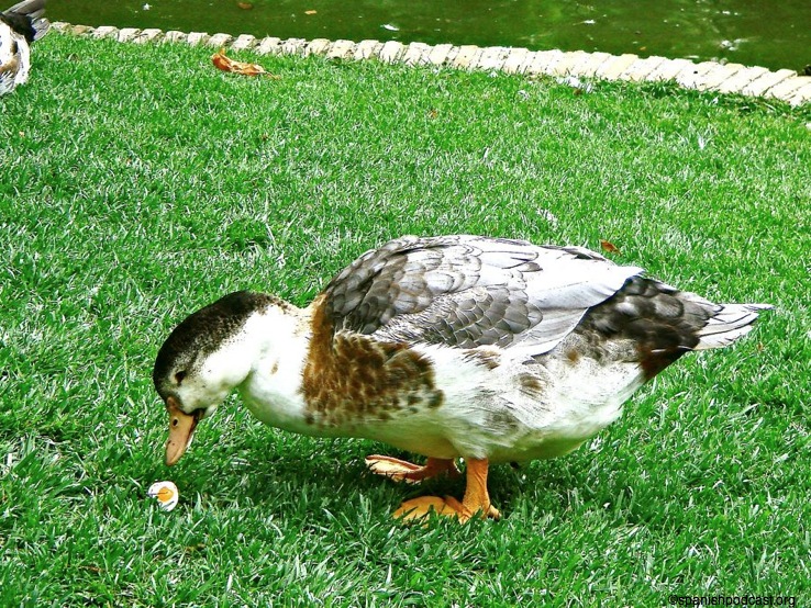 oca:chupete