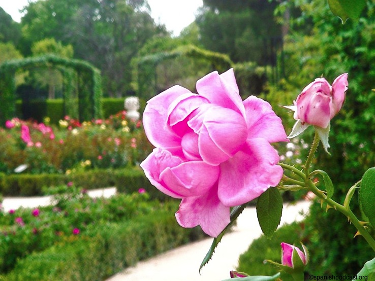 rosedal 11