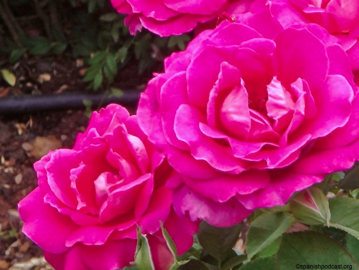 rosedal 12