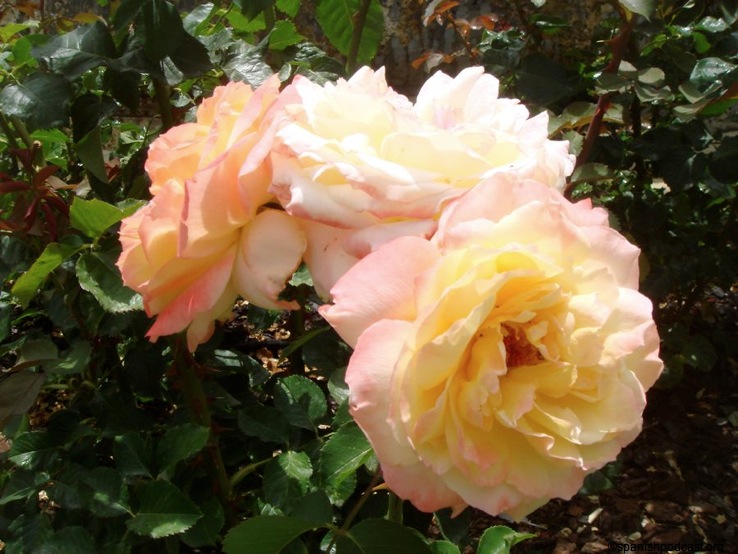 rosedal 13