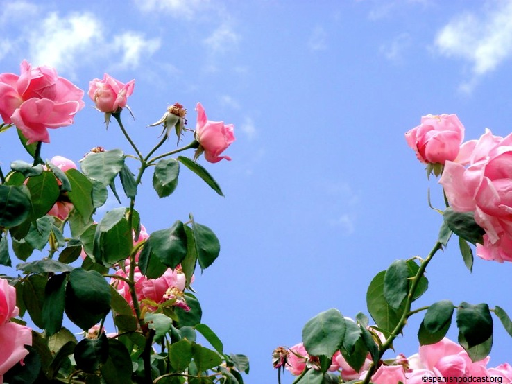 rosedal 16