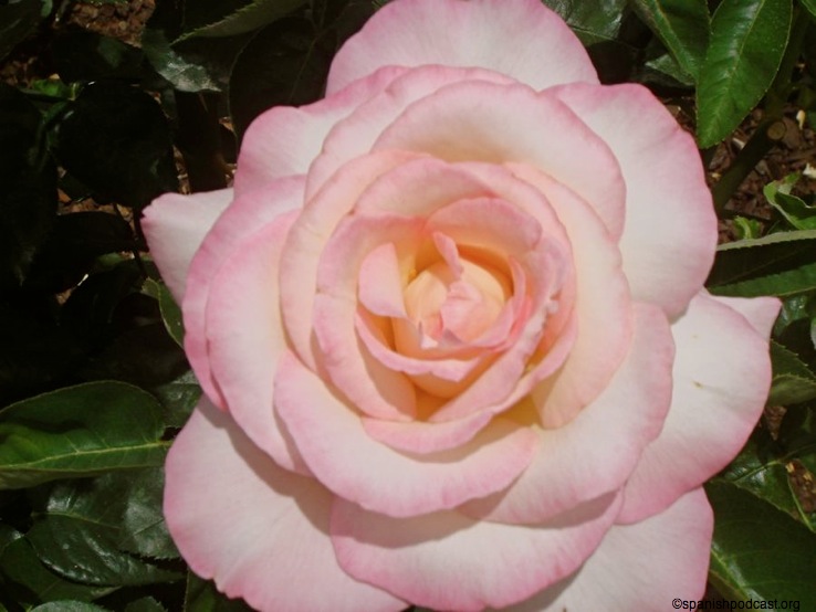 rosedal 17
