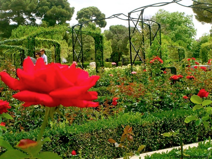 rosedal 7