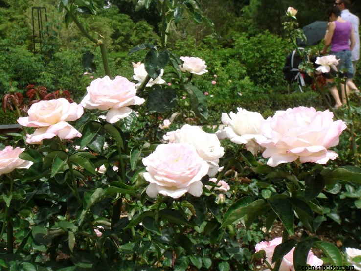 rosedal 9