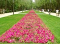 alfombra de flores