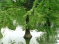 estanque cascada 2