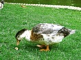 oca:chupete