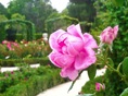 rosedal 11