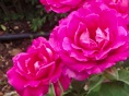 rosedal 12