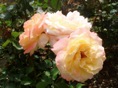 rosedal 13