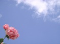 rosedal 14