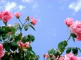 rosedal 16
