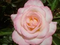 rosedal 17
