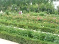 rosedal 2