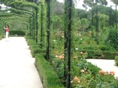 rosedal 4