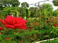 rosedal 7
