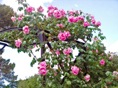 rosedal 8