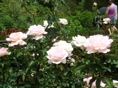 rosedal 9