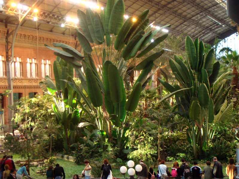 plantas atocha microclima