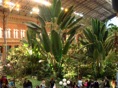 plantas atocha microclima