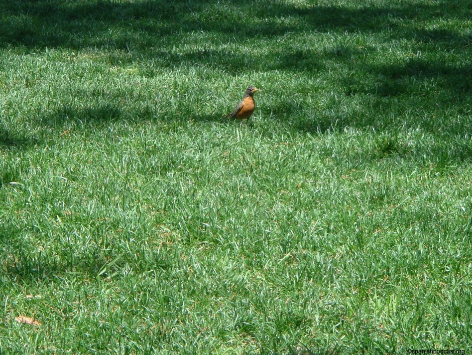 fauna