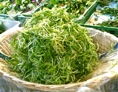 achicoria fresca