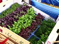verduras clarificadas